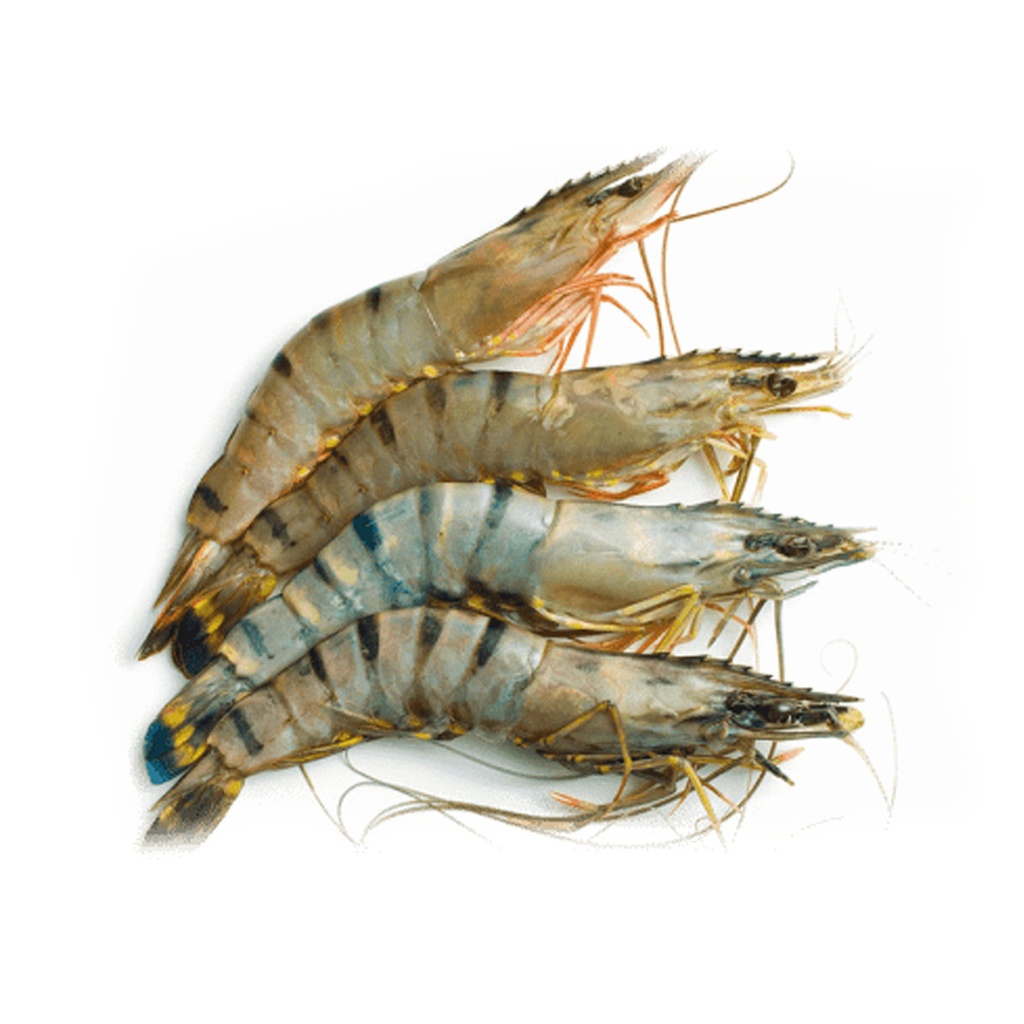 Gamba 8/12 Noir Tiger 1Kg